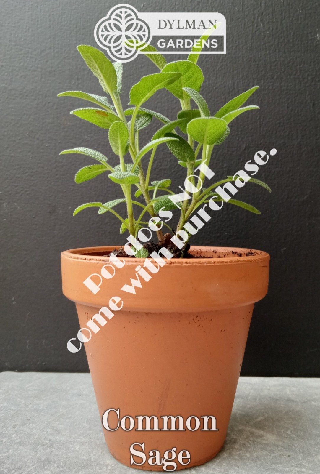 Common Sage Plant (Salvia officinalis) Culinary Herb, Broadleaf – Multiple Sizes