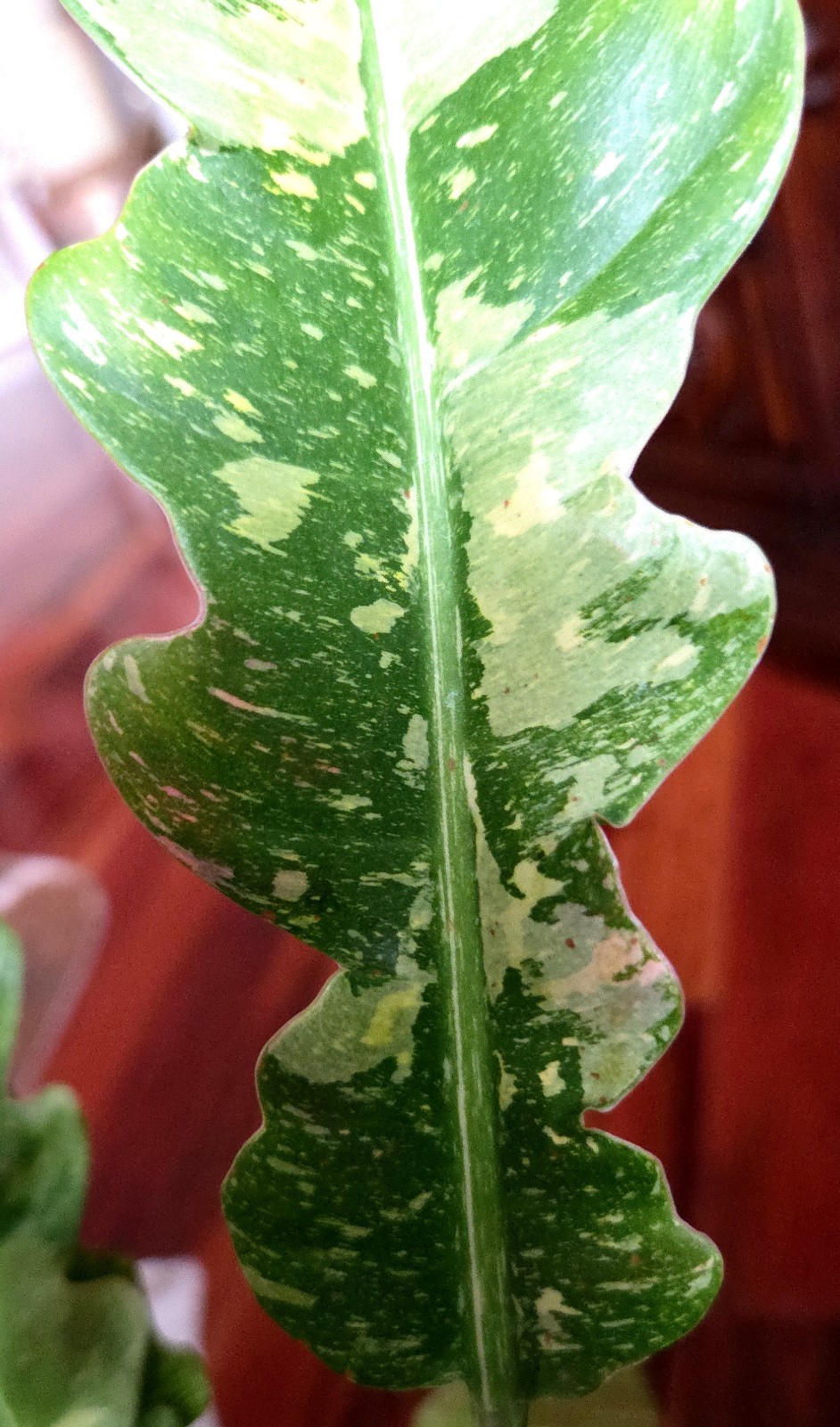 RARE XL Philodendron Ring Of Fire 30″ Tall 1 Gal Pot No Monstera Anthurium Aroid