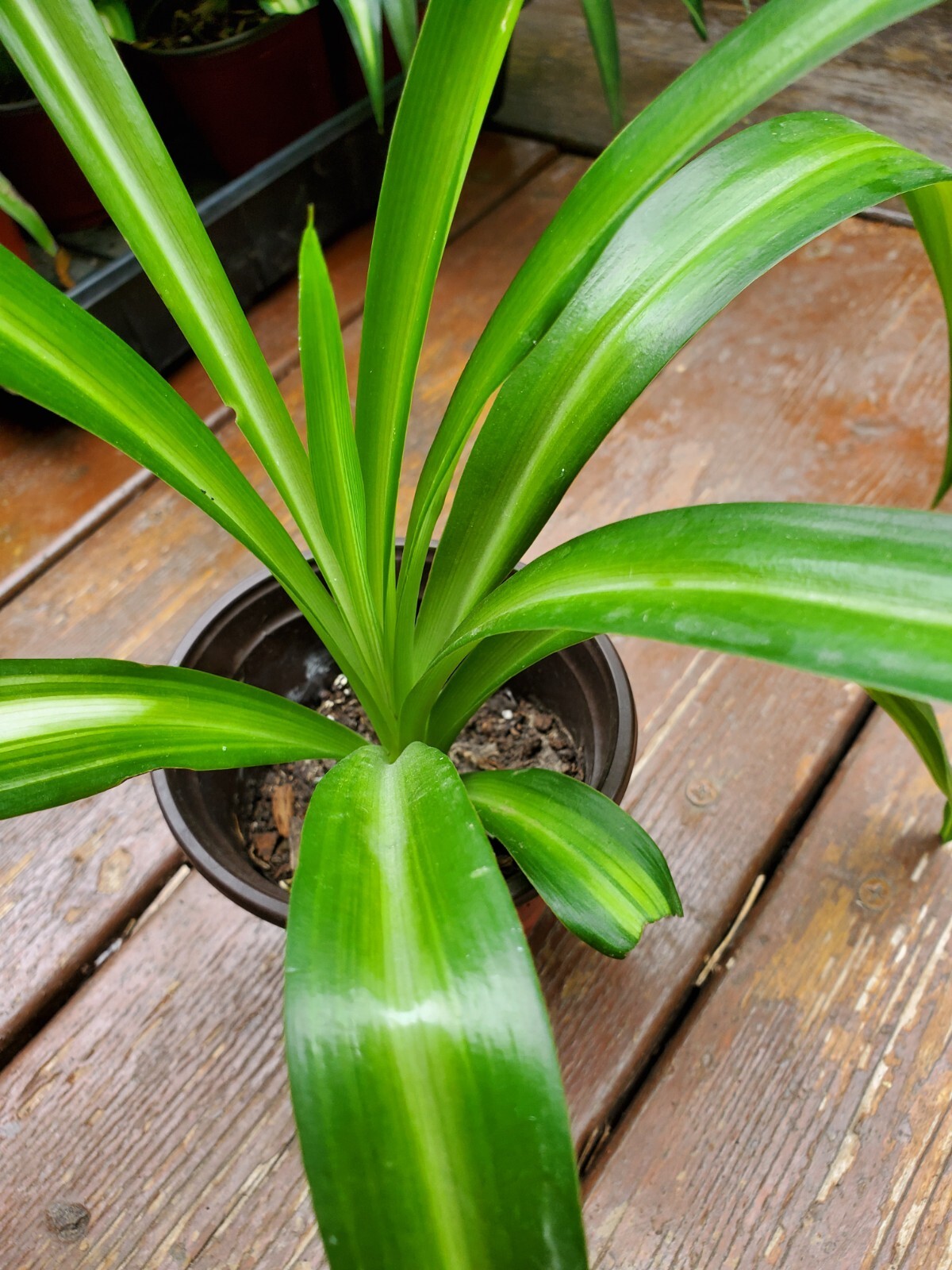 Rooted Airplane Plant in Pot, Solid Green, Live Plant, Spider Plant 8″-10″ tall