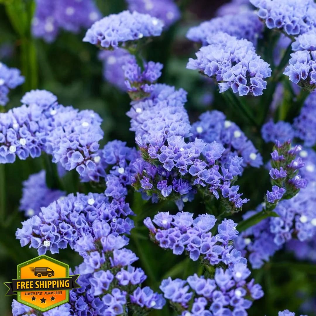 Statice Pastel Mix Seeds 100+ for Garden Cut Flower Annual Planting