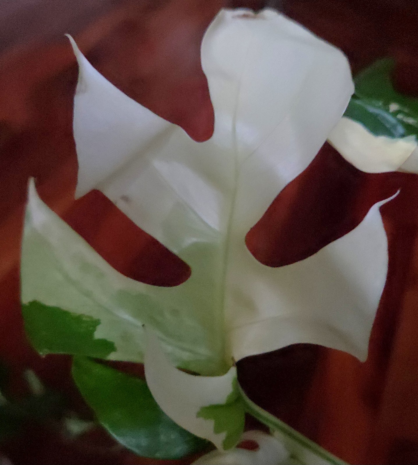 Rare Rhaphidophora Tetrasperma Albo 12″Tall Monstera No Philodendron Anthurium