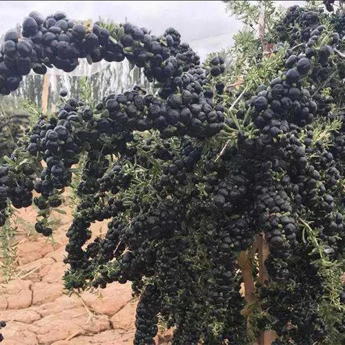 Rare Live Black Goji Berry Plant (Lycium ruthenicum) – Black Wolf Berry