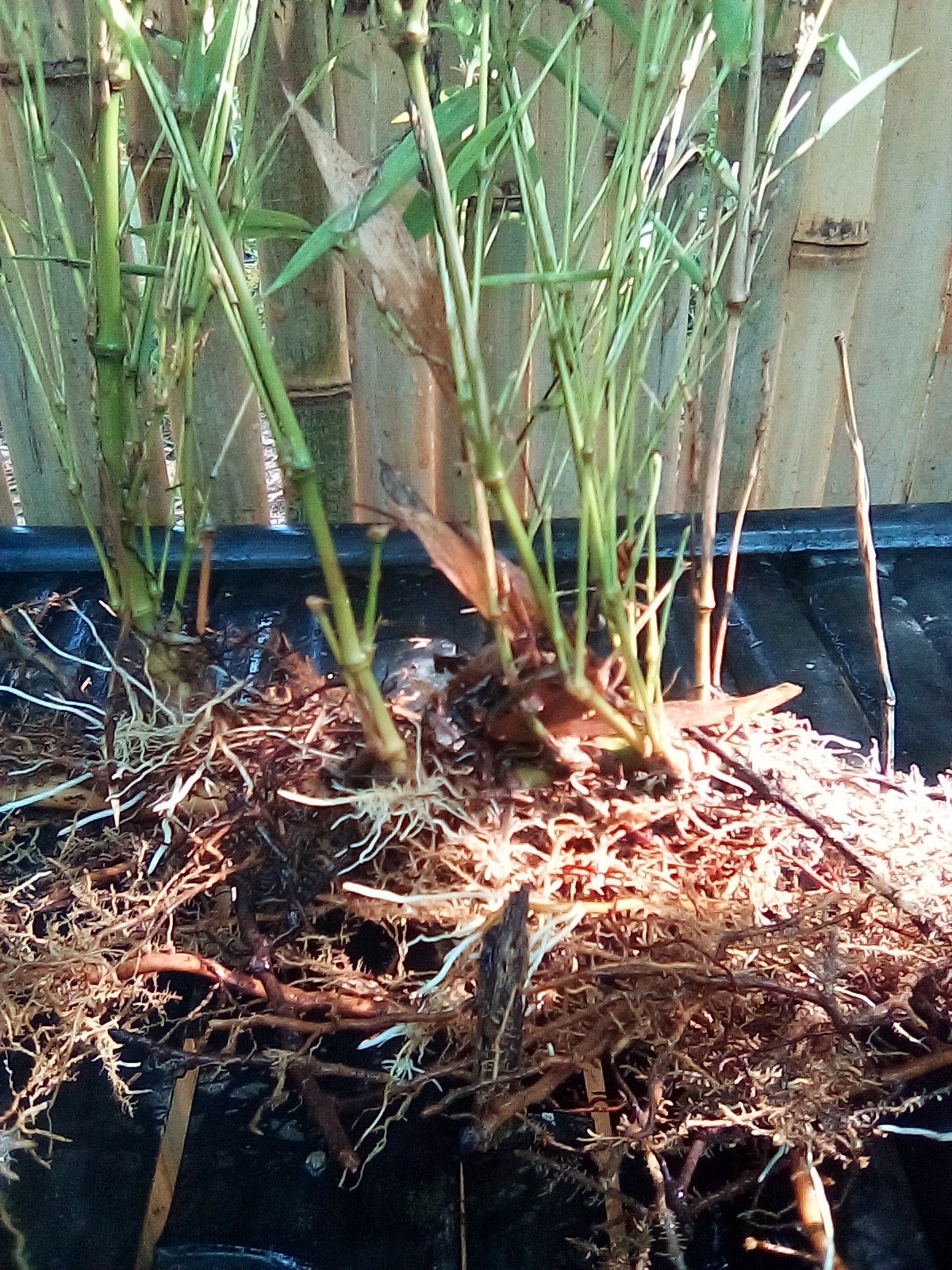 Japanese Hachiku Bamboo Live Plant