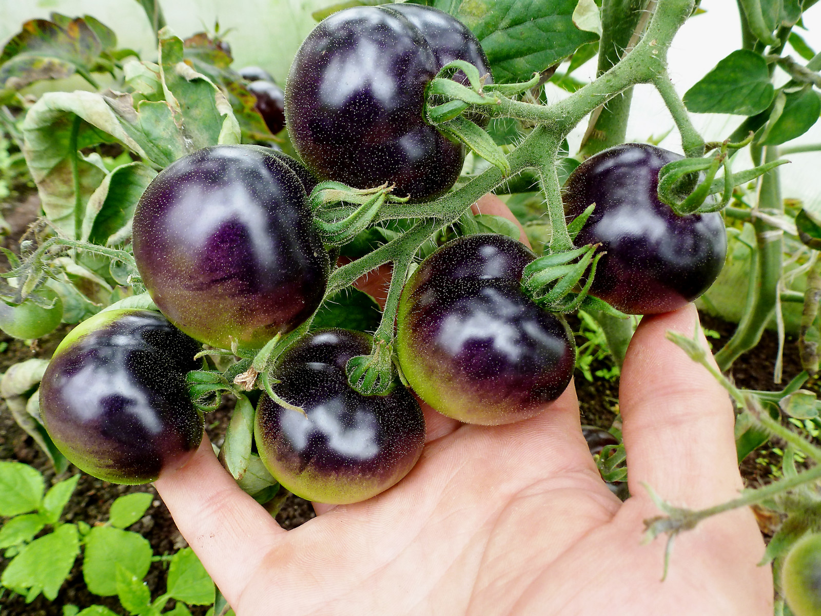 0.1 gram Indigo Rose Tomato seed. Selectively bred. World’s first blue tomato!