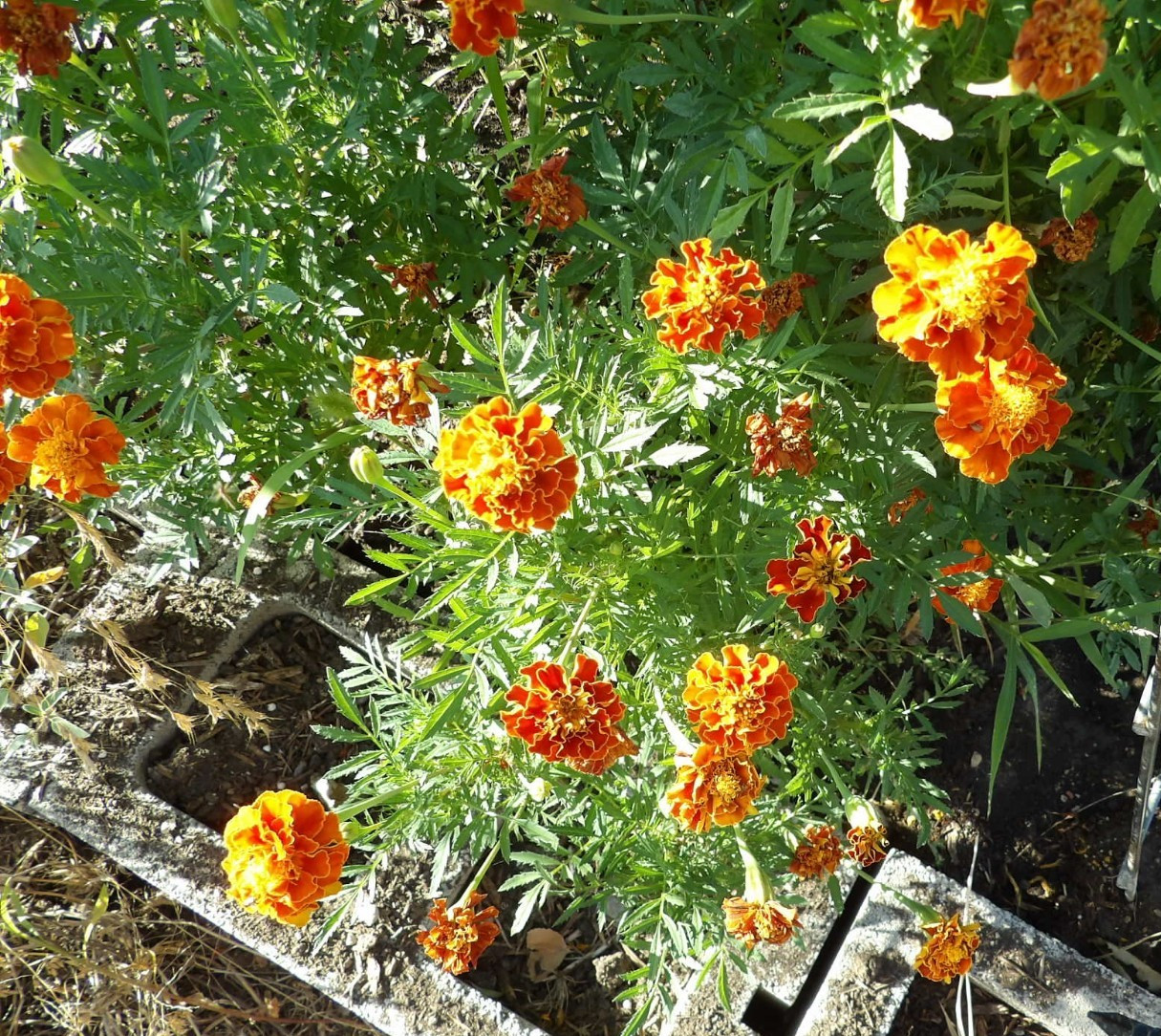 French Marigold Beautiful Colors, Garden Pest Deterrent, Organic, Ranch Grown