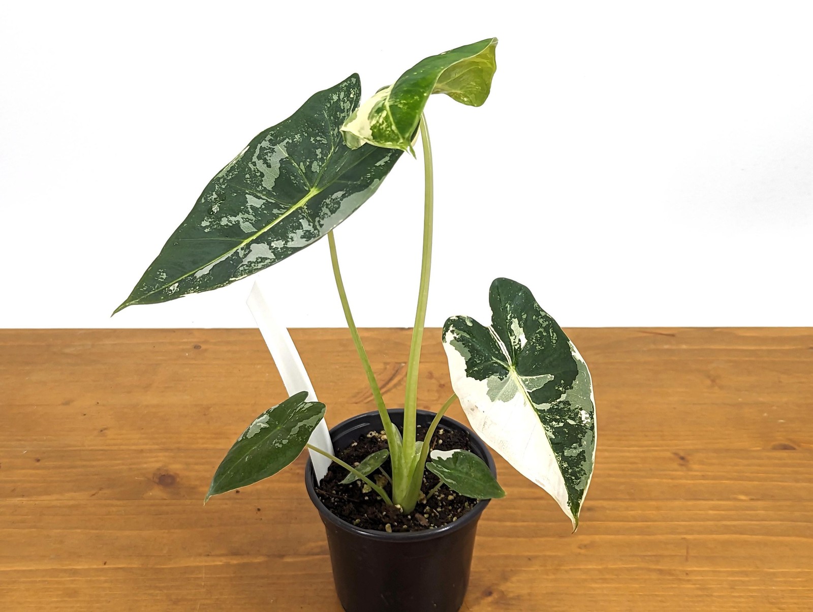 Alocasia Frydek Variegated – Assorted 4 Inch Pots