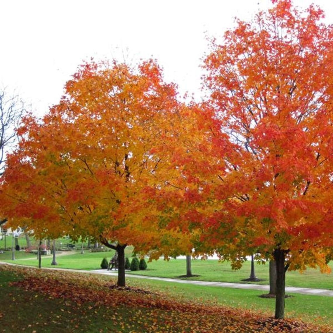 Live Sugar Maple Tree Fully Rooted Plant Acer saccharum 1-4 yo 8-40″+ tall