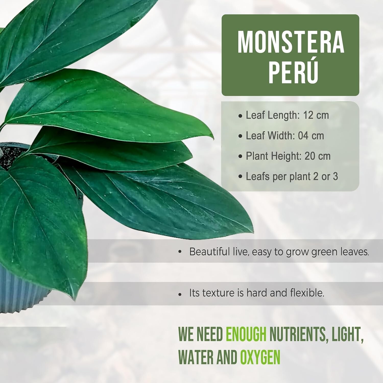 Monstera Perú by LEAL PLANTS ECUADOR | Rare Variety Oblique Peru | Natural Décor