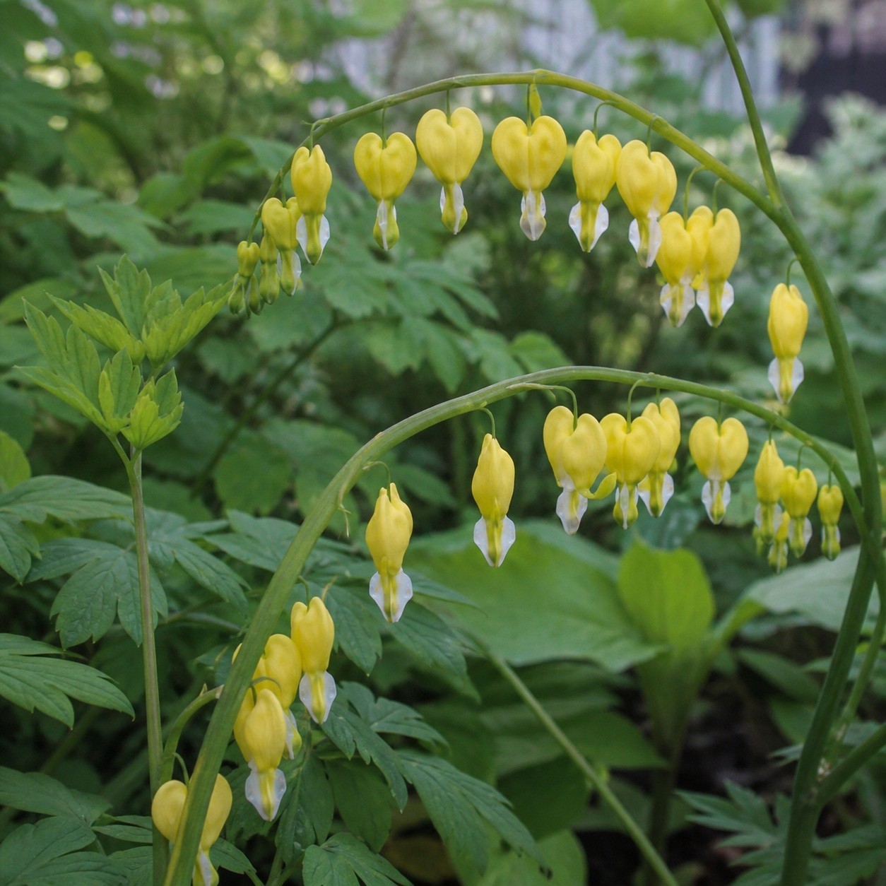 25 Bleeding Heart Dicentra Spectabilis Seeds Garden Flower “Yellow”
