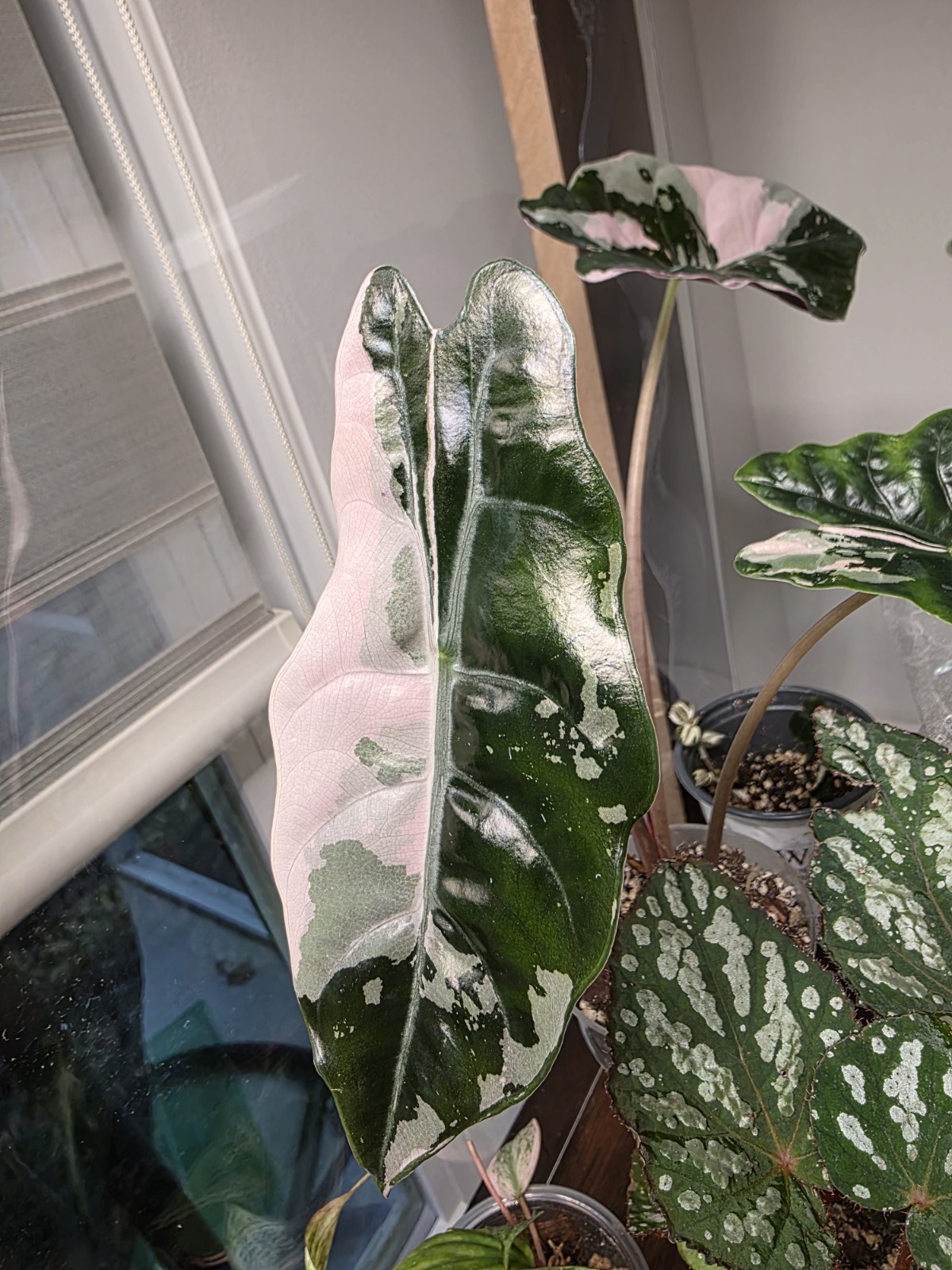 Pink Chantrieri Alocasia CORM