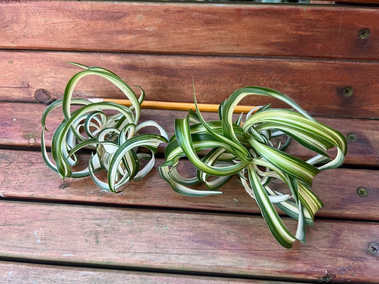 Variegated Bonnie Curly Spider Chlorophytum Comosum 2 Live Plant Babies Cuttings