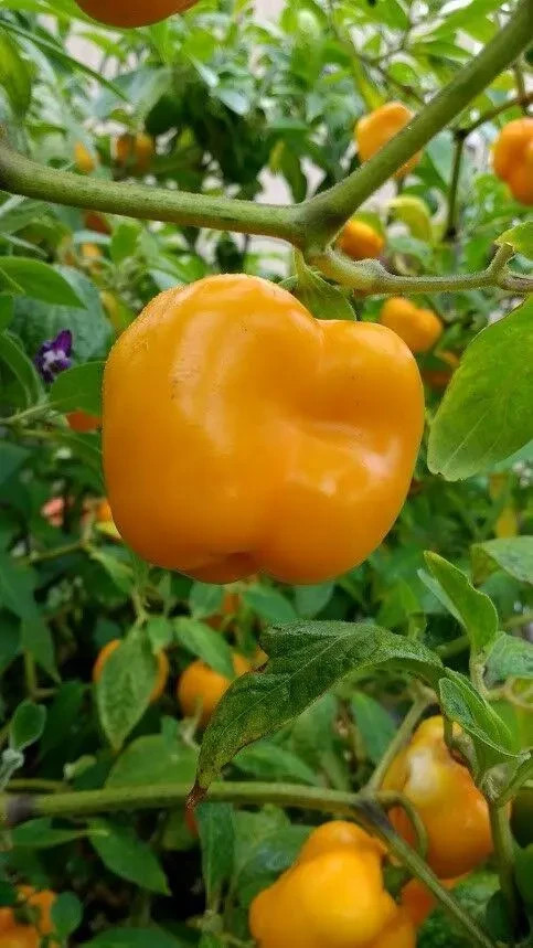 Orange Manzano Pepper Plants