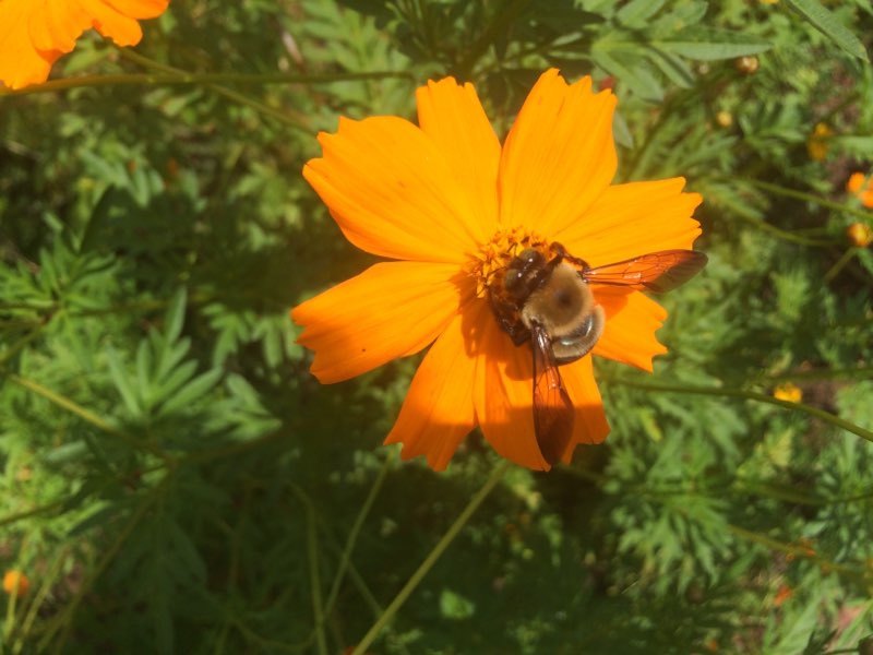 Orange and Yellow Cosmos – Gorgeous blooms & Pollinator Gold [200 Fresh Seeds]
