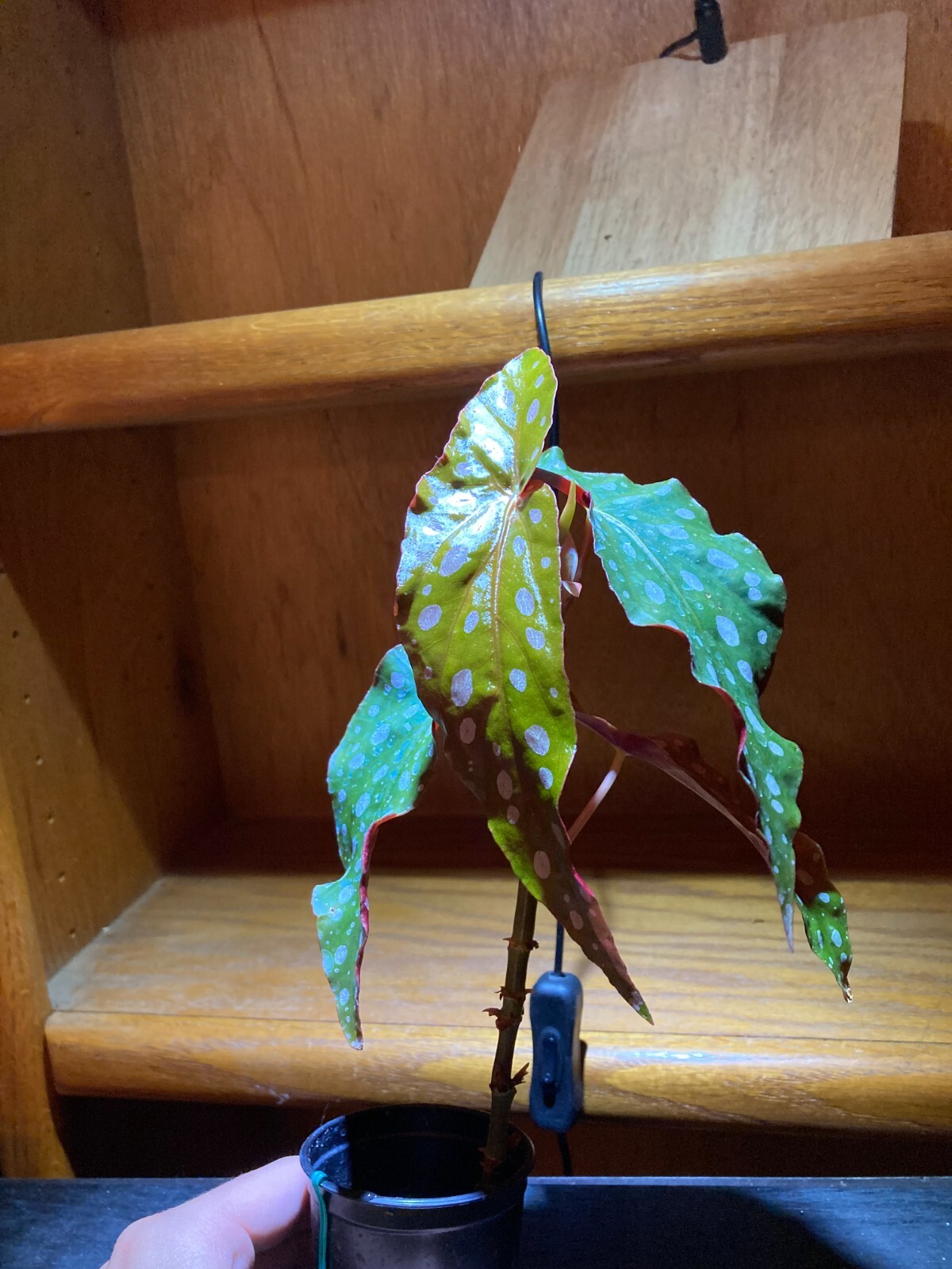 Begonia Maculata Polka Dot Begonia Live Potted House Plants Air Purifying