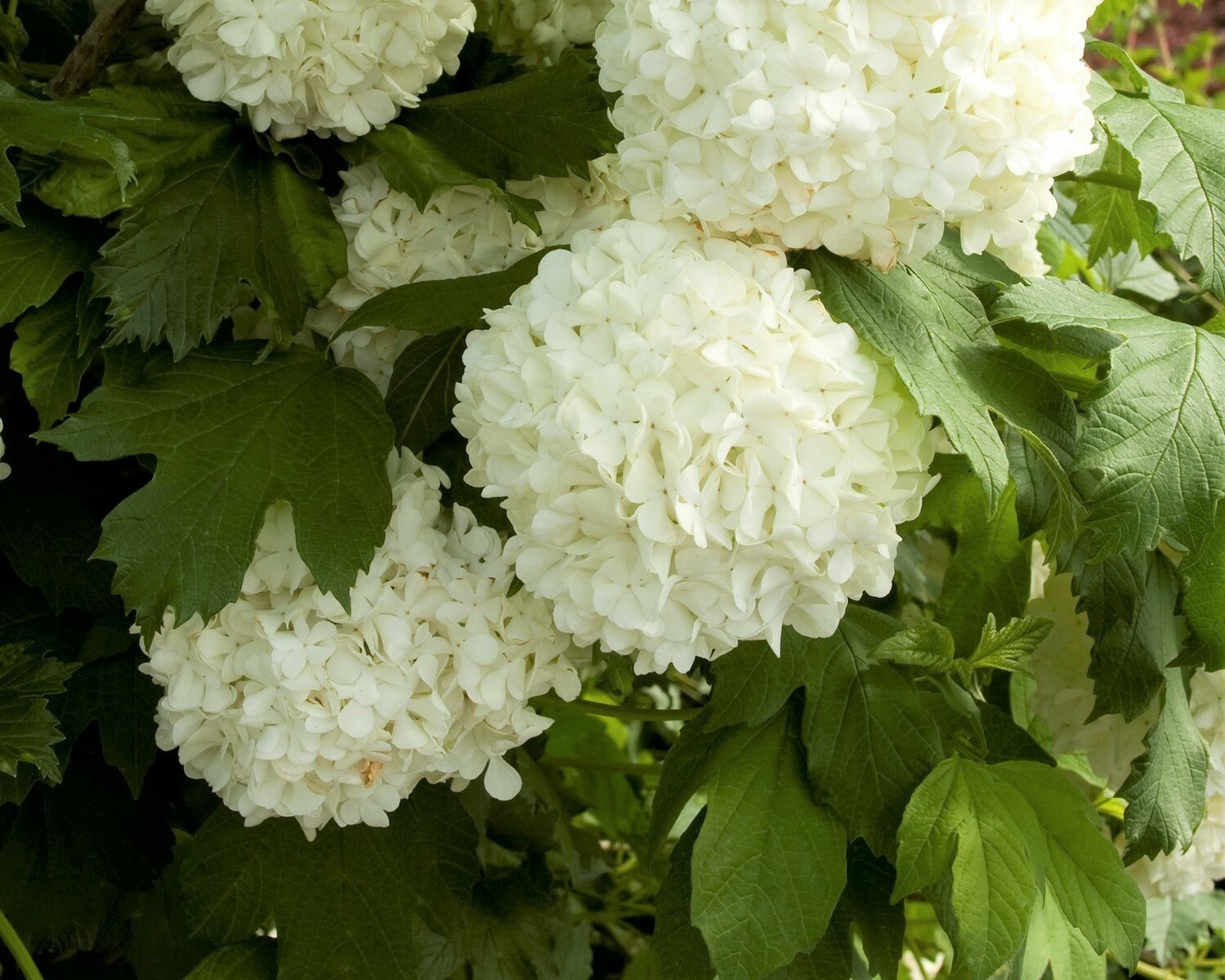 Eastern Snowball bush ( viburnum ) – Live Plant – ( 1 QT )