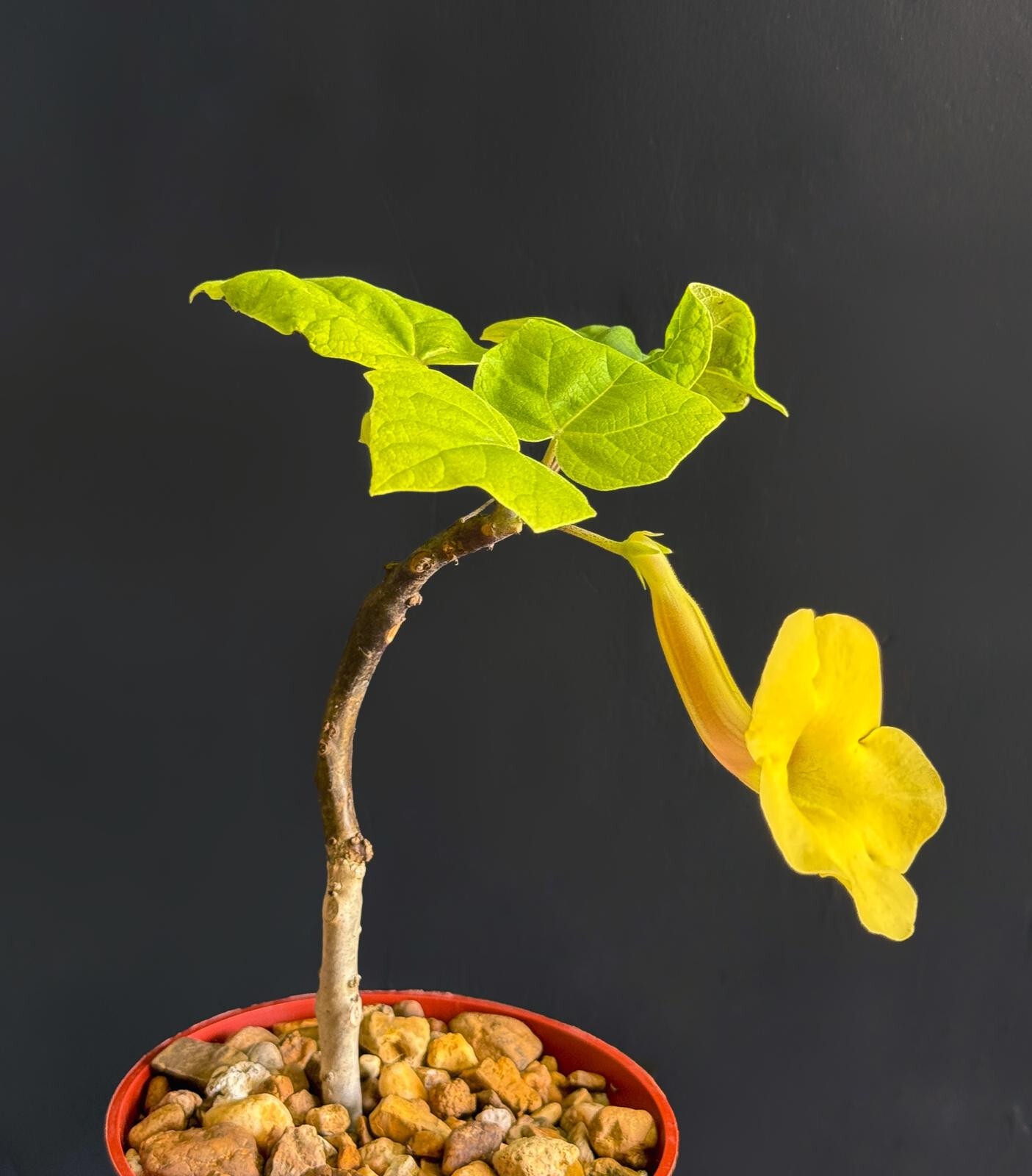 Uncarina Ankaranensis very rare madagascar flowering succulent caudex 4″ plant