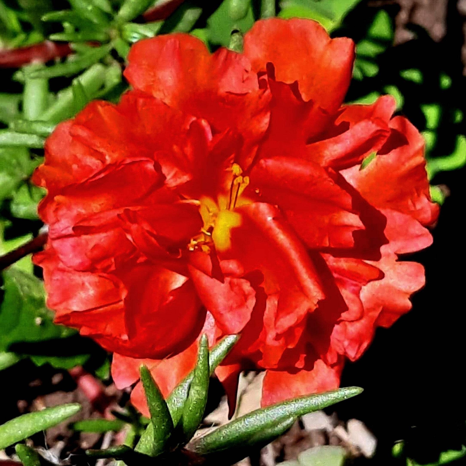100 RED PORTULACA Grandiflora / MOSS ROSE Flower Seeds *Flat S/H