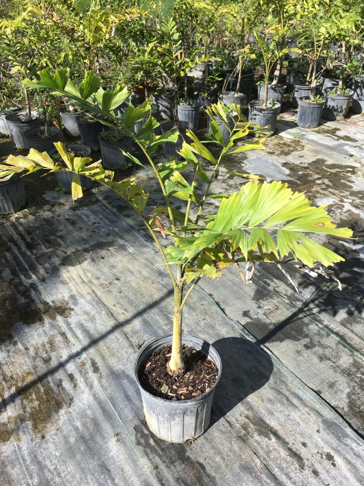 foxtail palm shipped bare root