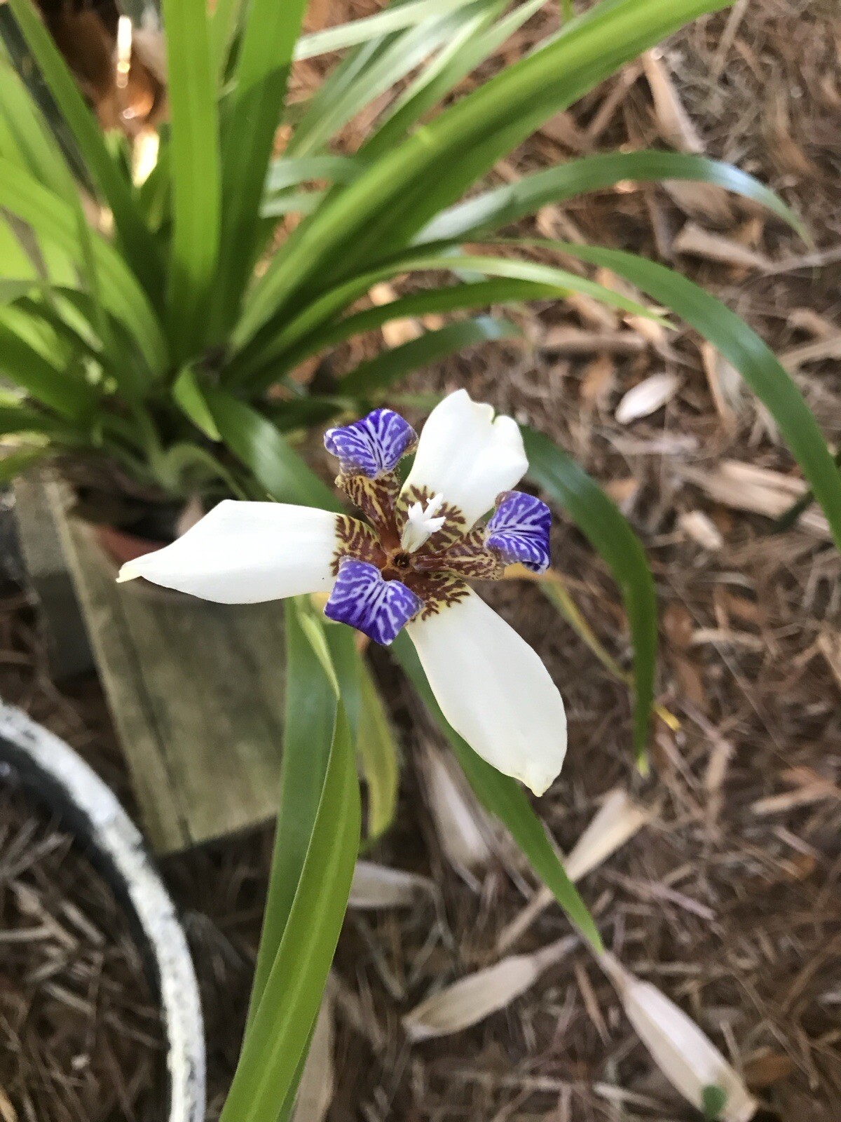 2 WHITE BLUE Walking Apostle Iris Plant Fragrant Spring Bloom Shade Garden