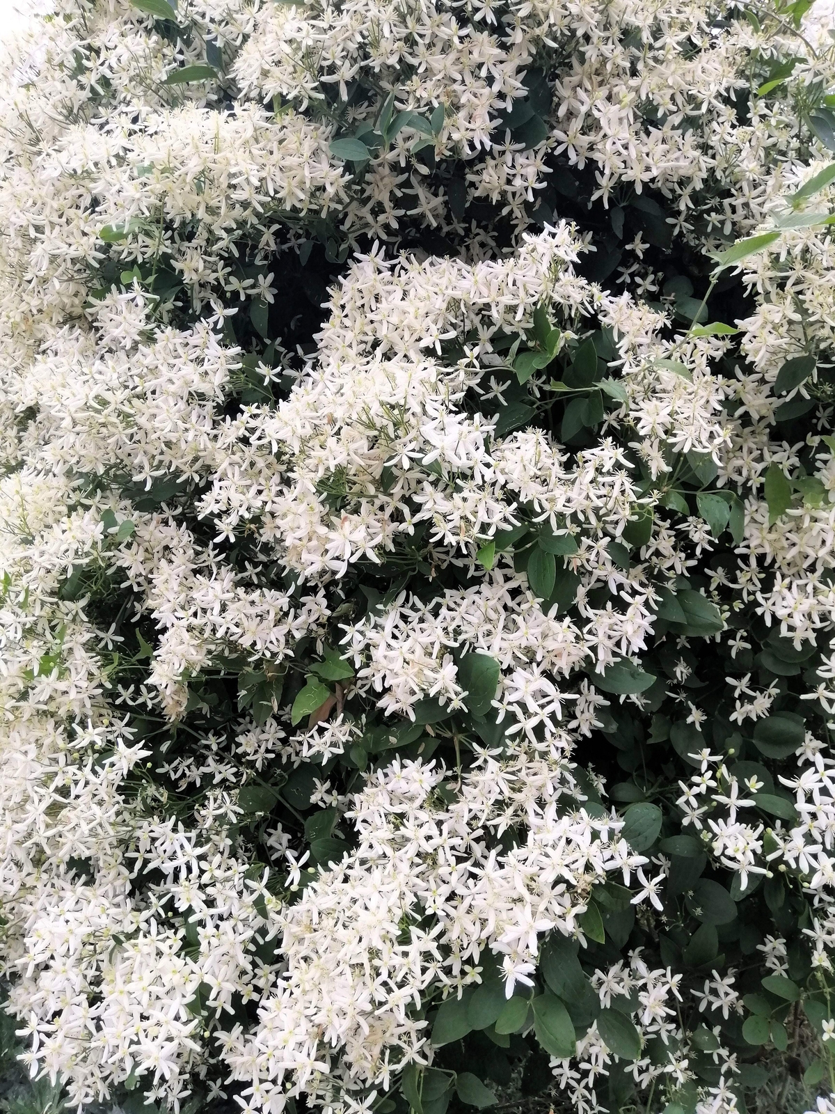 20 SWEET AUTUMN CLEMATIS Paniculata Fragrant Flower Vine Seeds