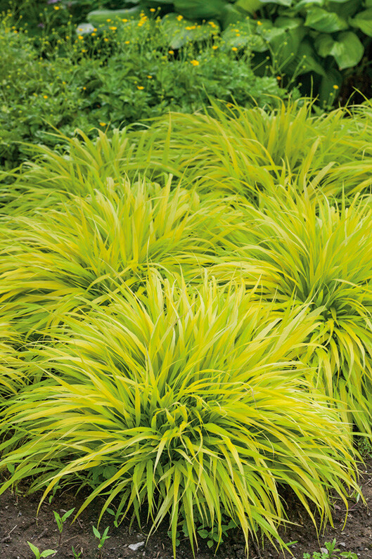 Hakonechloa macra ‘All Gold’ – Hakone Japanese Forest Grass *Live Plant