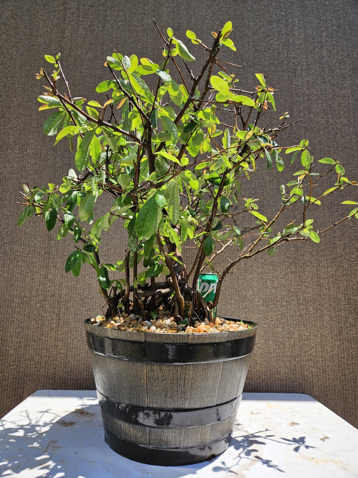 Old Japanese Flowering Quince ( Toyo- Nishiki -Quince ) Bonsai Tree,,, SALE