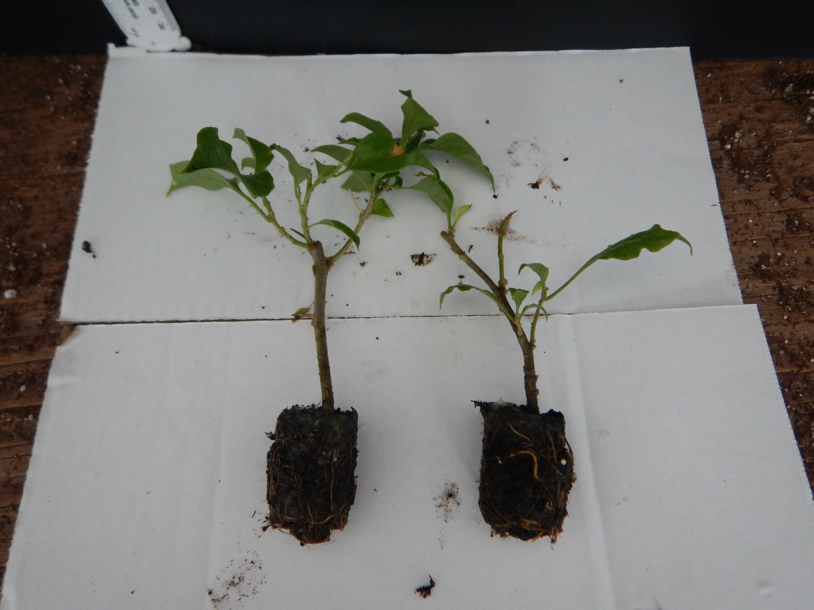 Well Rooted **CALIFORNIA GOLD** Live Bougainvillea starter/plug plant*