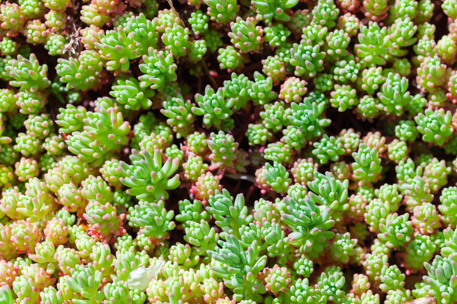 25 SPANISH STONECROP / SEDUM HISPANICUM Groundcover Flower Seeds *Comb S/H