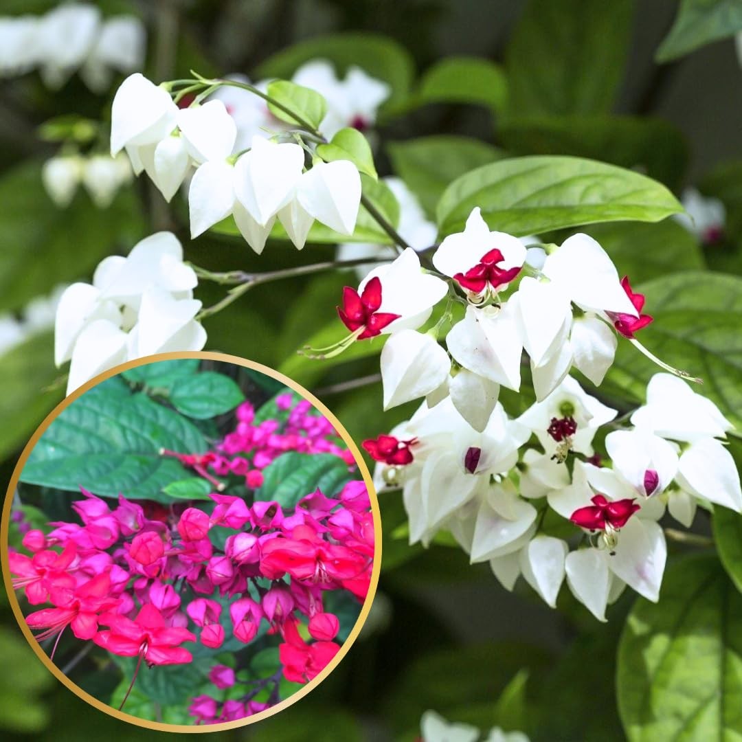 4 Mixed Bleeding Heart Clerodendrum Plants Live 5-10 Inch, Bell Flowers