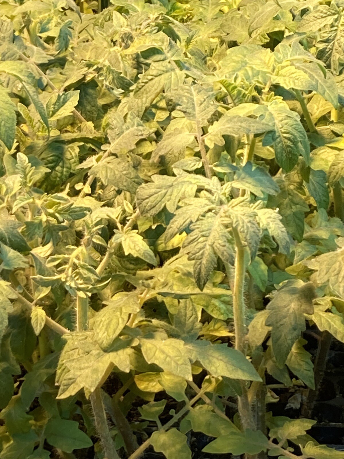Lot of 3 MORTGAGE LIFTER TOMATO LIVE PLANTS 6 to 10 inches