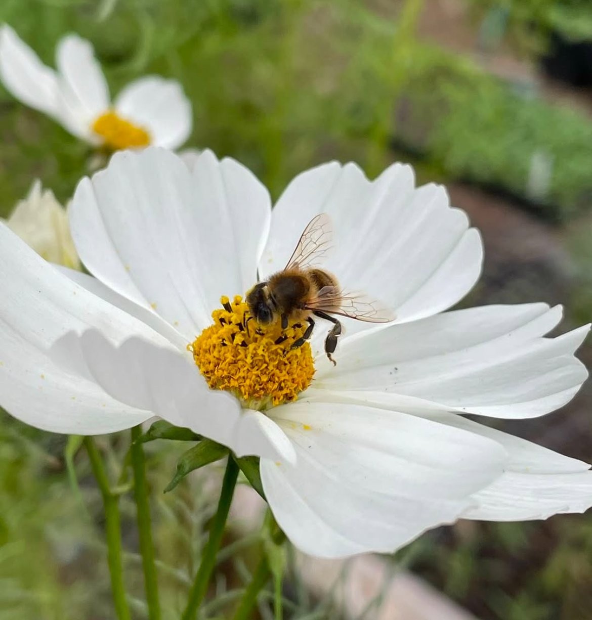 Purity Cosmos Seeds Cosmos bipinnatus Free Shipping!
