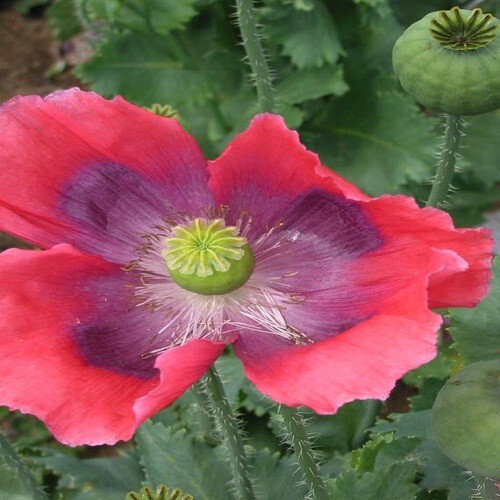 5,000 The Giant Rattler P Somniferum Giganteum Poppy Seeds Huge Flowers, Po ds