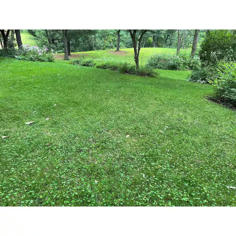 Micro Clover Alternative Grass Seed, Org Coated, Eco-Friendly,Low Growing,Low Mn