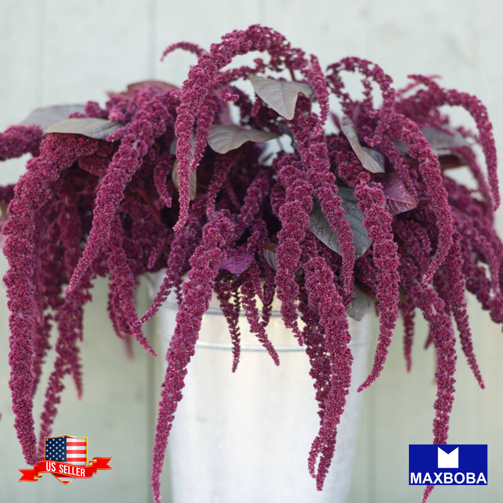 Amaranth Seeds Hopi Red Dye Organic Non-GMO Heirloom