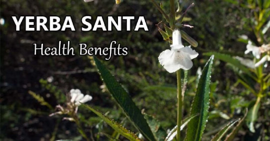 Yerba Santa {Eriodictyon californicum} Herbal Organic 20+ seeds Free Shipping!
