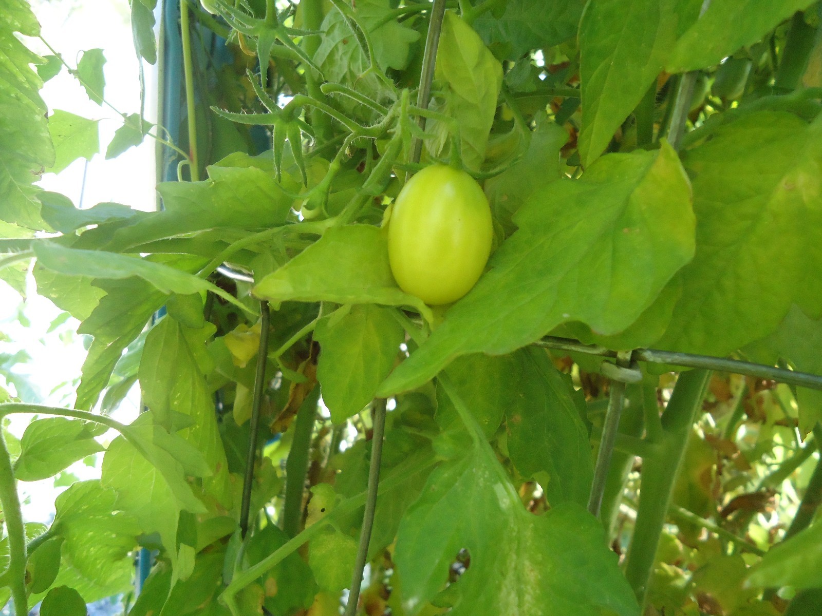 Golden Egg Tomato *HEIRLOOM* SEEDS of LIFE