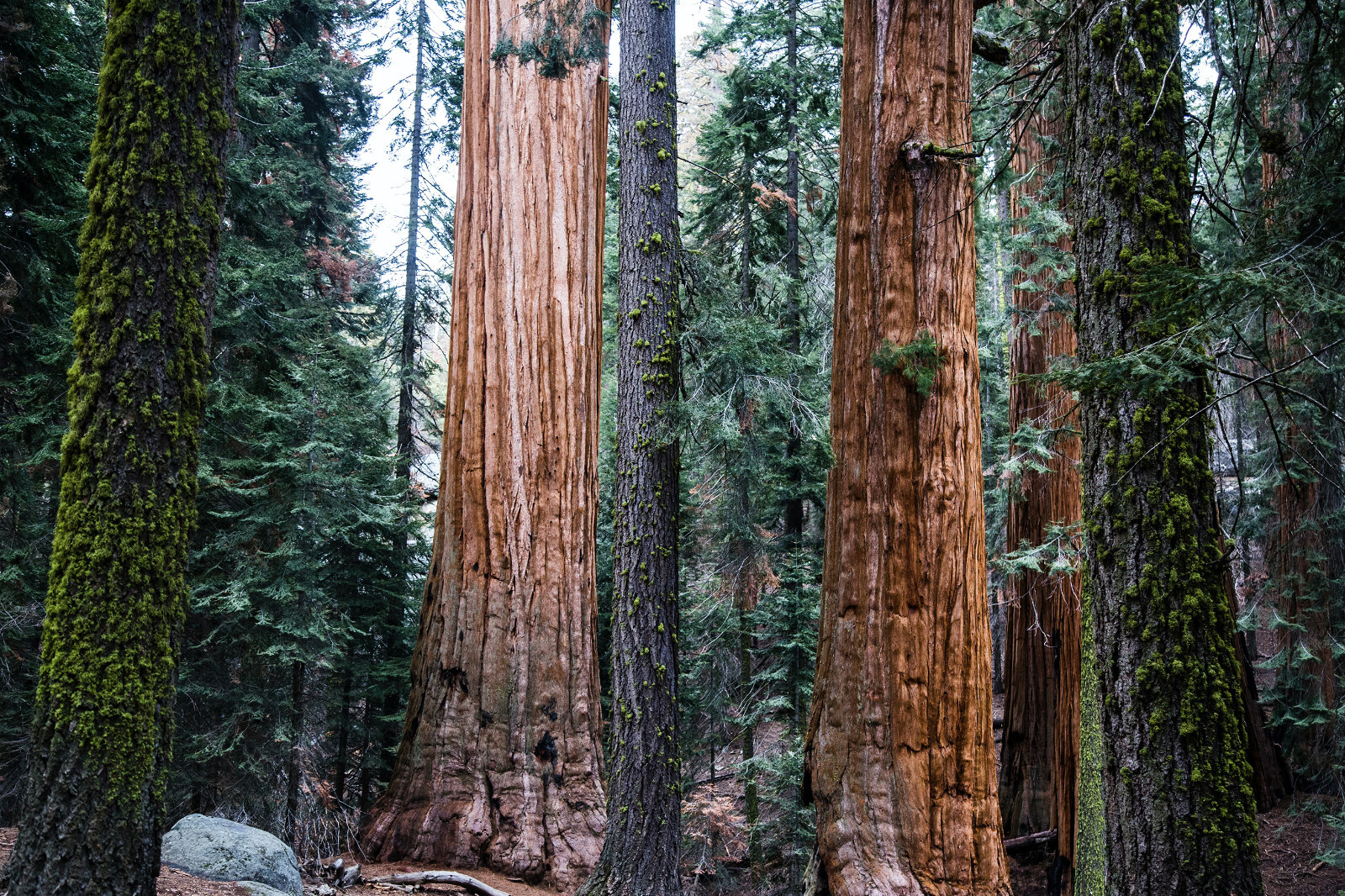 Redwoods of the World | Collection of 5 Tree Seedlings | The Jonsteen Company