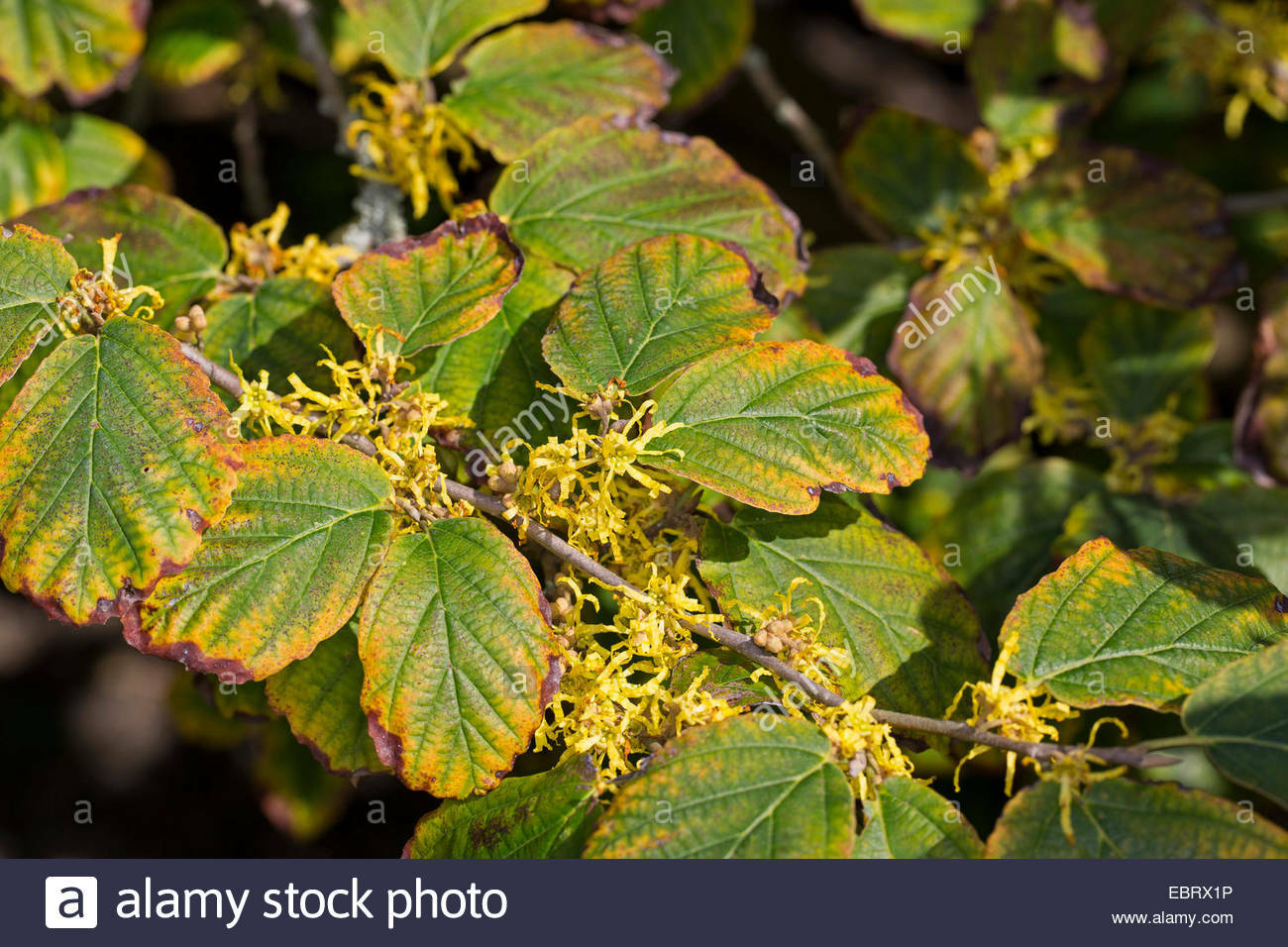 WITCHHAZEL HAMAMELIS VERNALIS STARTER LIVE PLANT 12 TO 16+ INCH SET OF 2