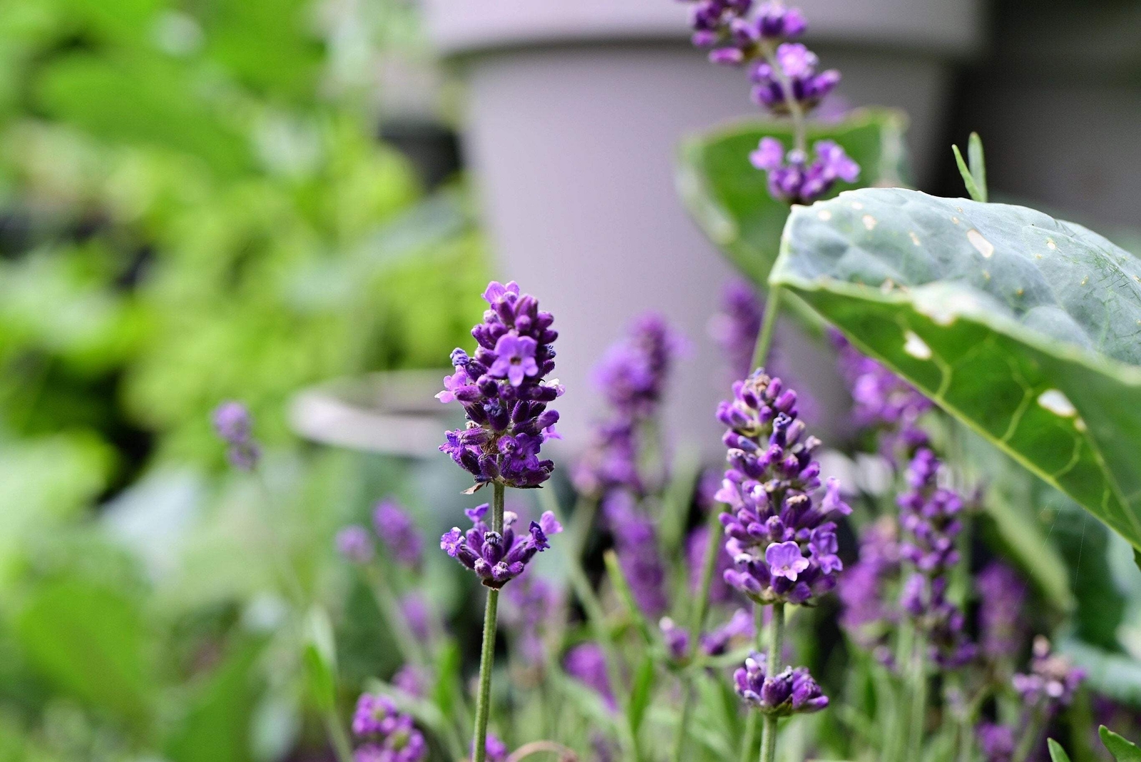 150 Portuguese SPIKE LAVENDER Lavandula Latifolia Blue Purple Flower Herb Seeds