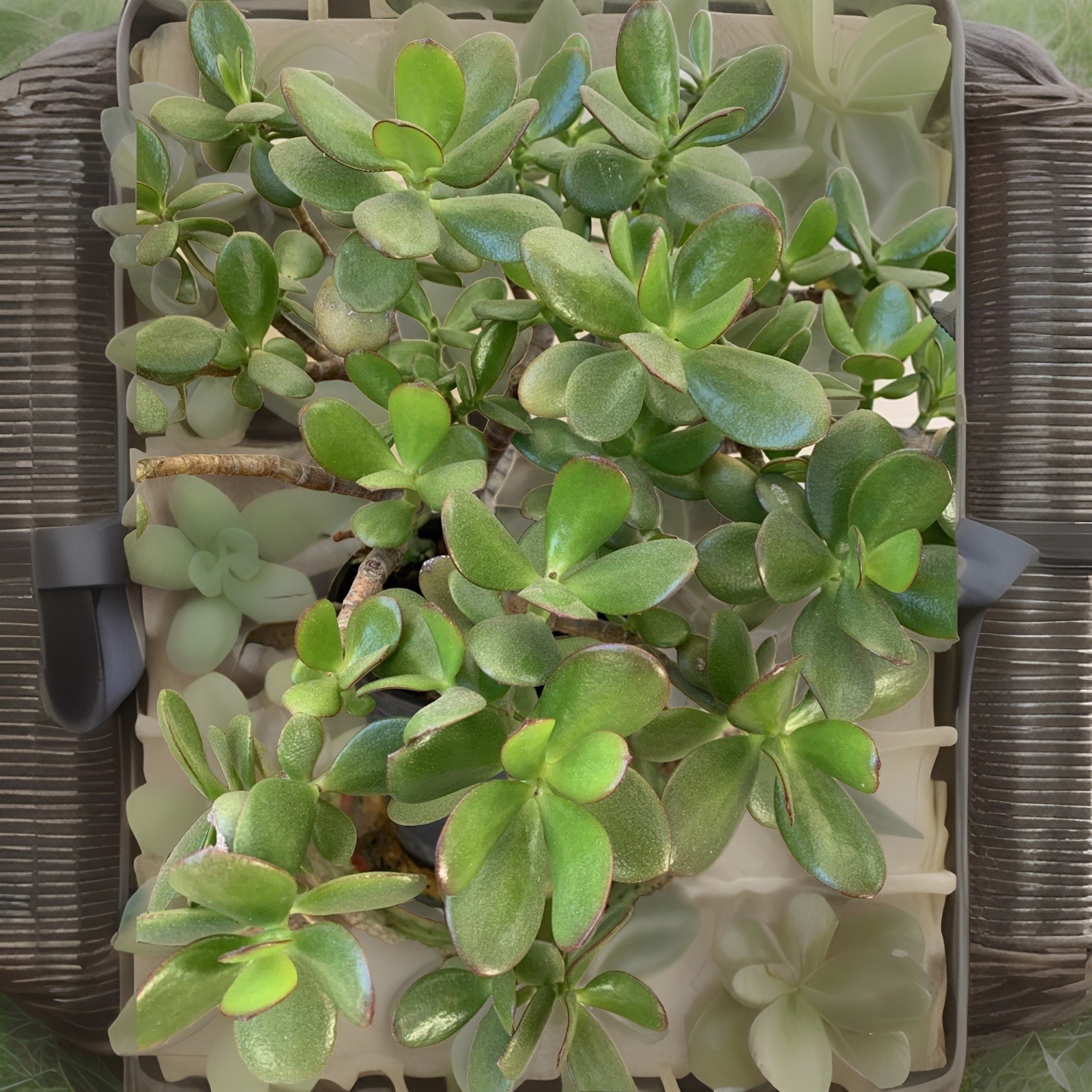 BIG ON SALE..Jade Plant Money Succulent 3″-5″ Single Plant One Branch