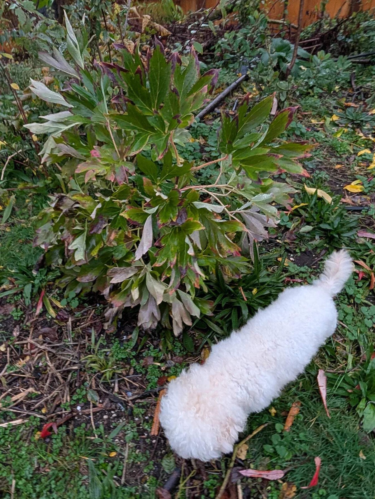 “Li xiang” large flower tree peony