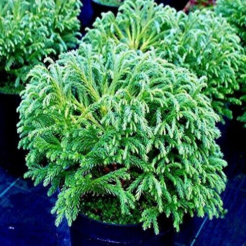 Japanese Red Cedar Tree Seeds (Cryptomeria japonica) Sugi Evergreen or Bonsai