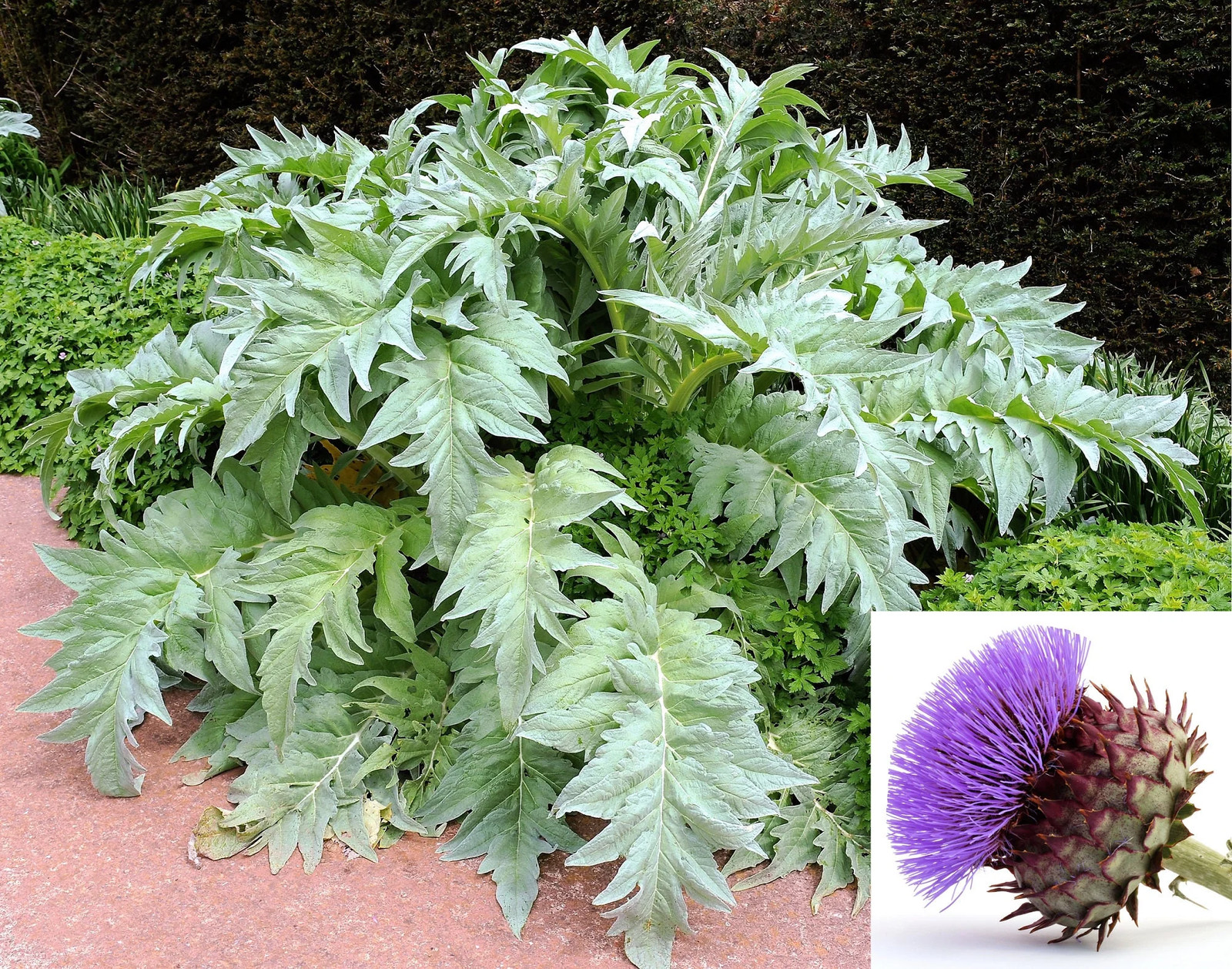 25 CARDOON Cynara Cardunculus Artichoke Thistle Perennial Edible Vegetable Seeds