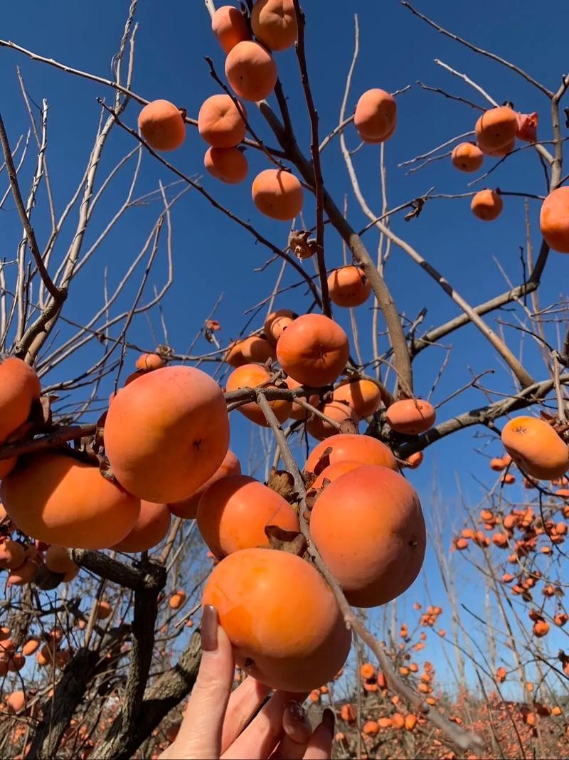100 Pcs Japanese Persimmon Tree Seeds, Fuyu Persimmon Fruit Seed for Planting