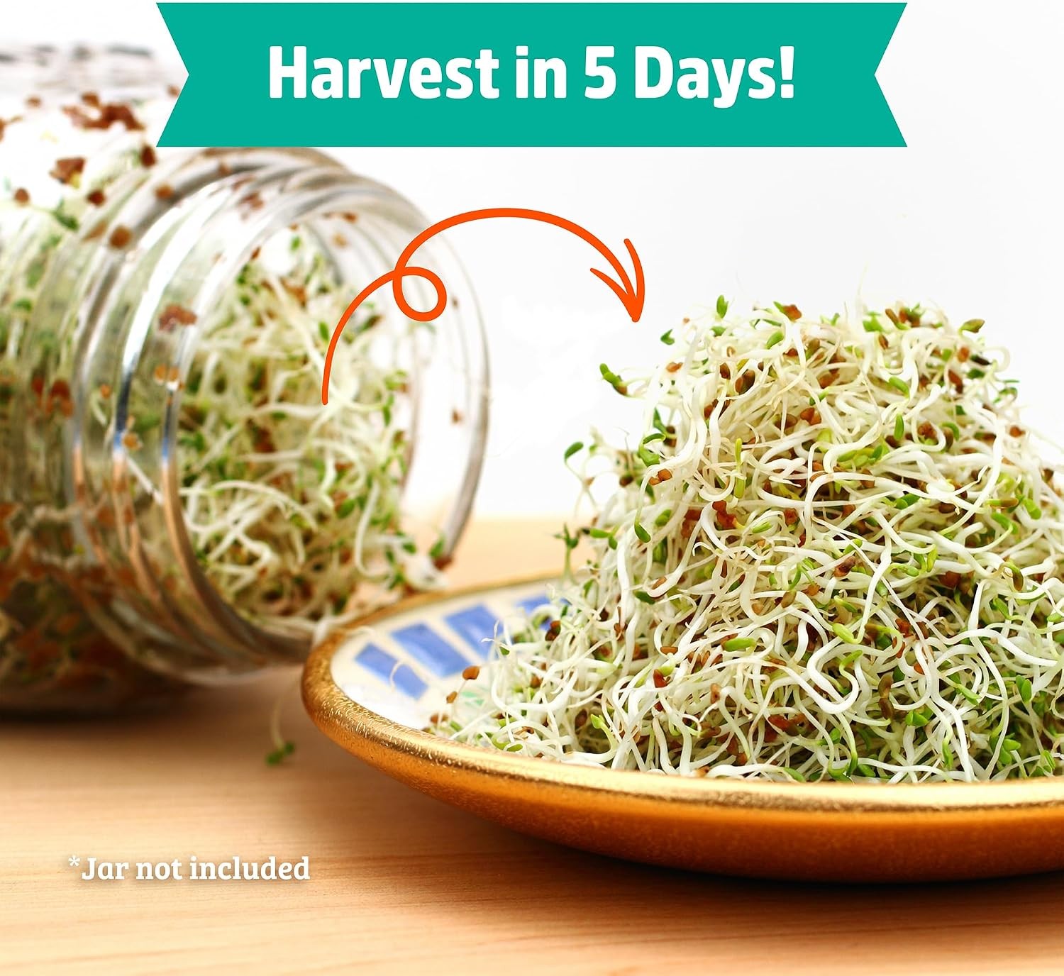 Back to the Roots 100% Organic Alfalfa Seeds | 1 Pound Non-GMO | Nutrient Dense,
