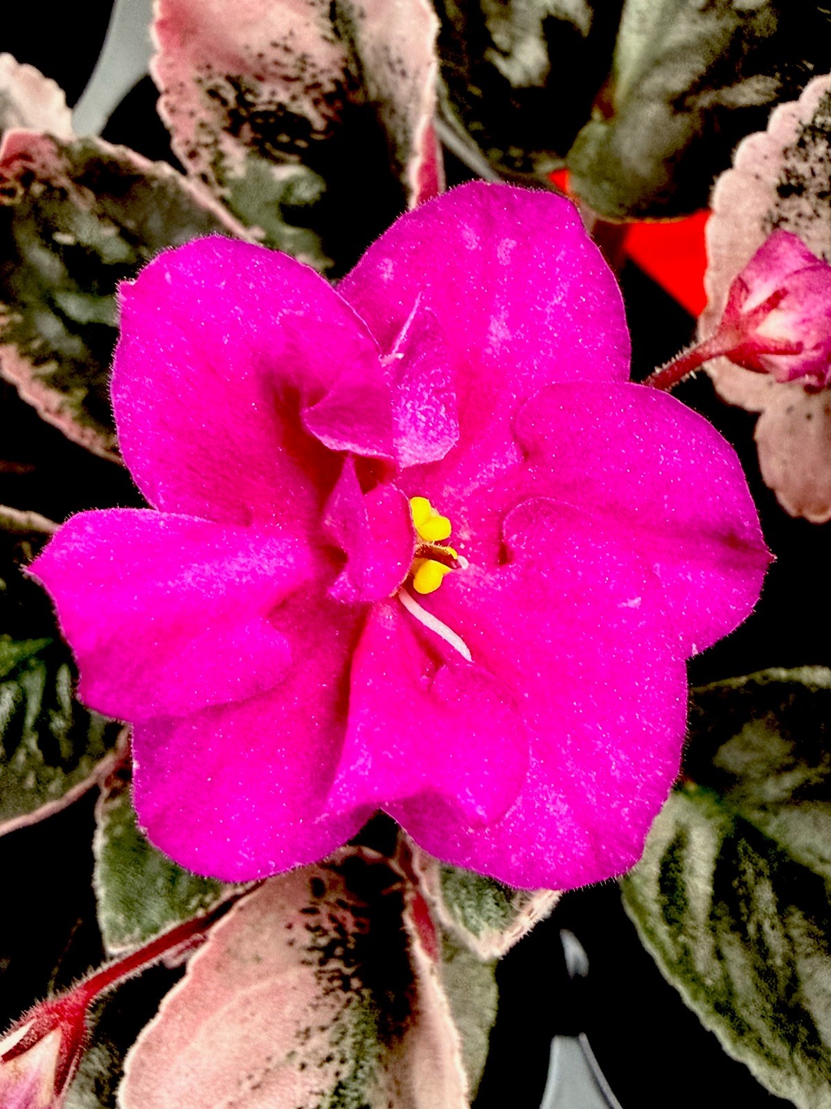 African Violet Plant Ma’s Jamaica Farewell Starter Plant Standard