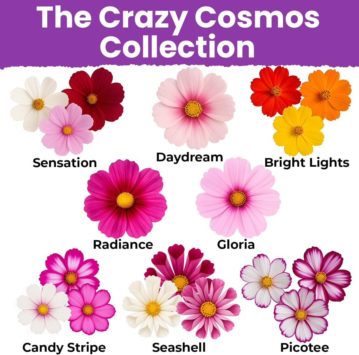 , Crazy Cosmos Seeds for 2026, 2250 Cosmos Seed, 15G, Made in USA, Annual Cut Fl