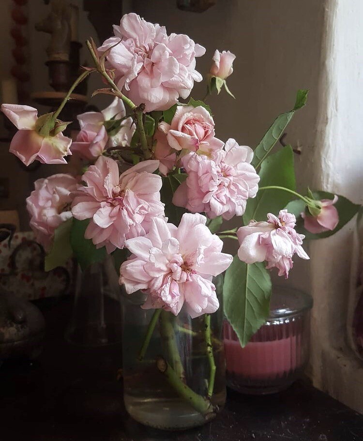 Cecile Brunner Rose Ten Premium unrooted Plant Cuttings USPS Shipping *Fragrant