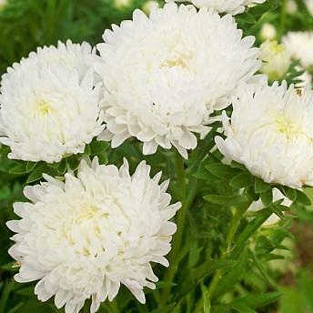 Aster Duchesse Peony White 1,000 seeds