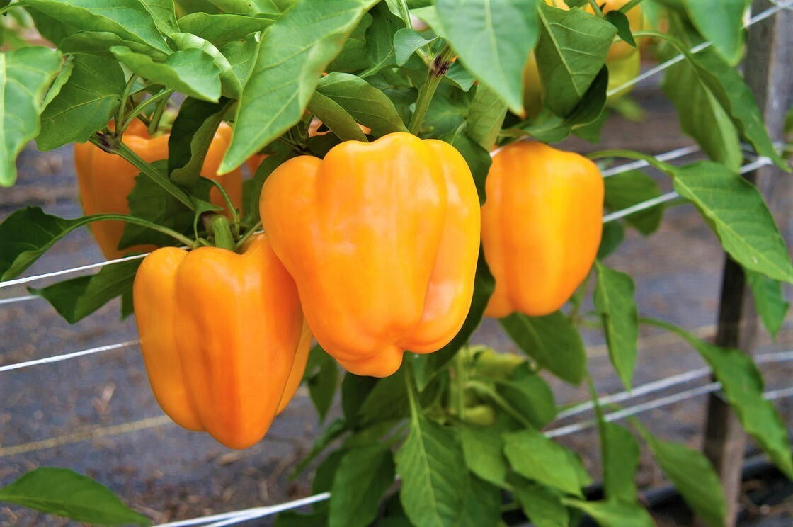 Bell Pepper Orange Sweet 15 Seeds Giant Vegetable Organic Heirloom Non GMO….